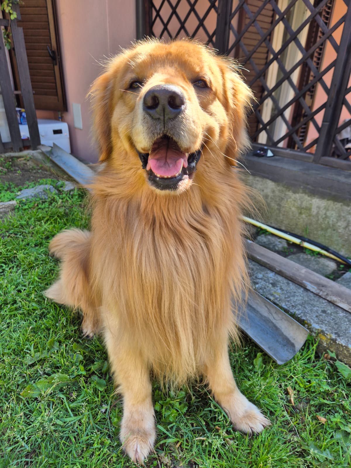 Golden Retriever