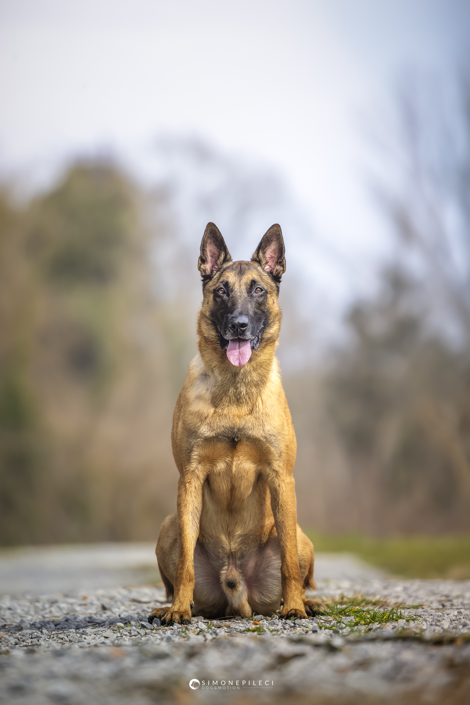 Pastore belga Malinois - immagine 5