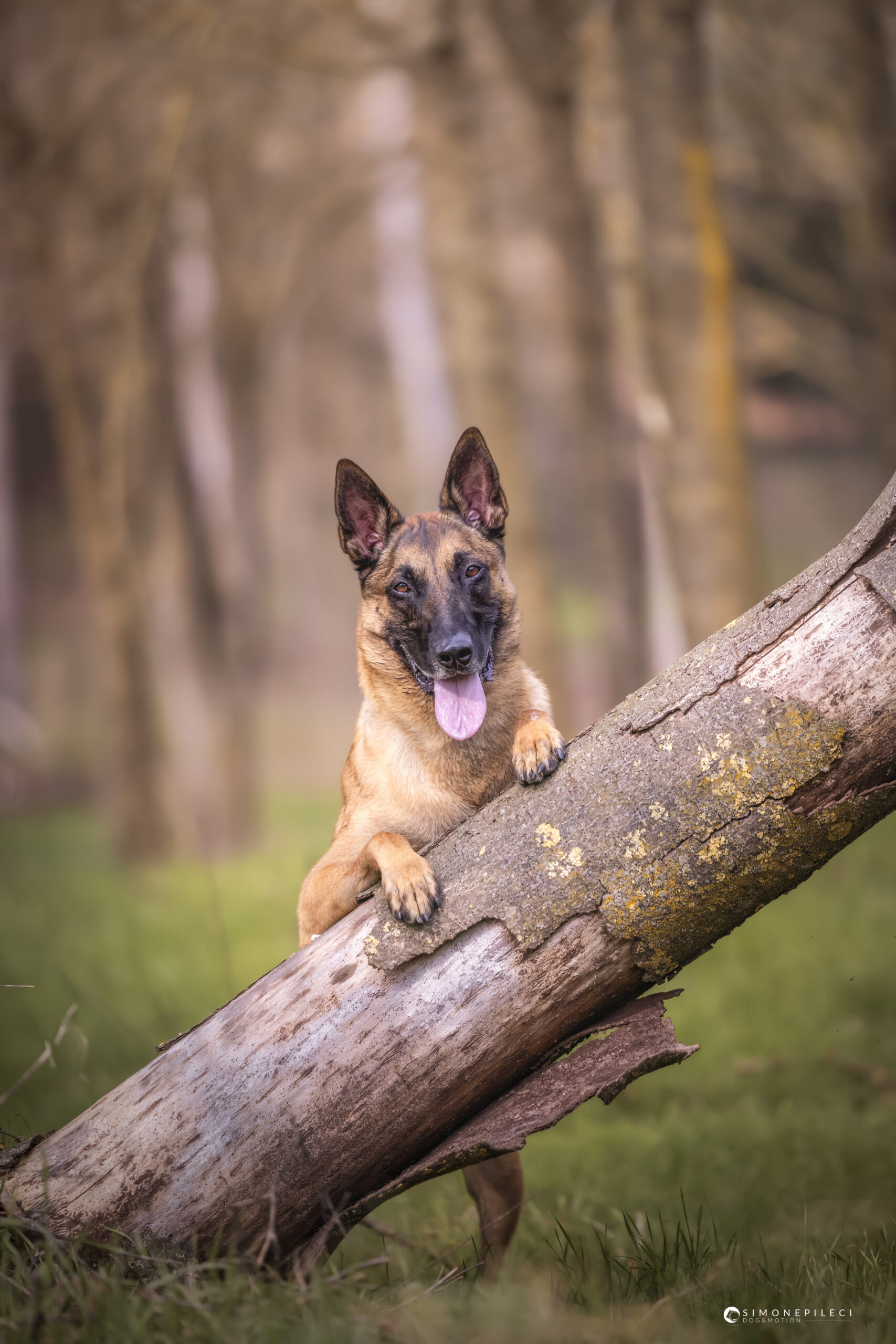 Pastore Belga Malinois
