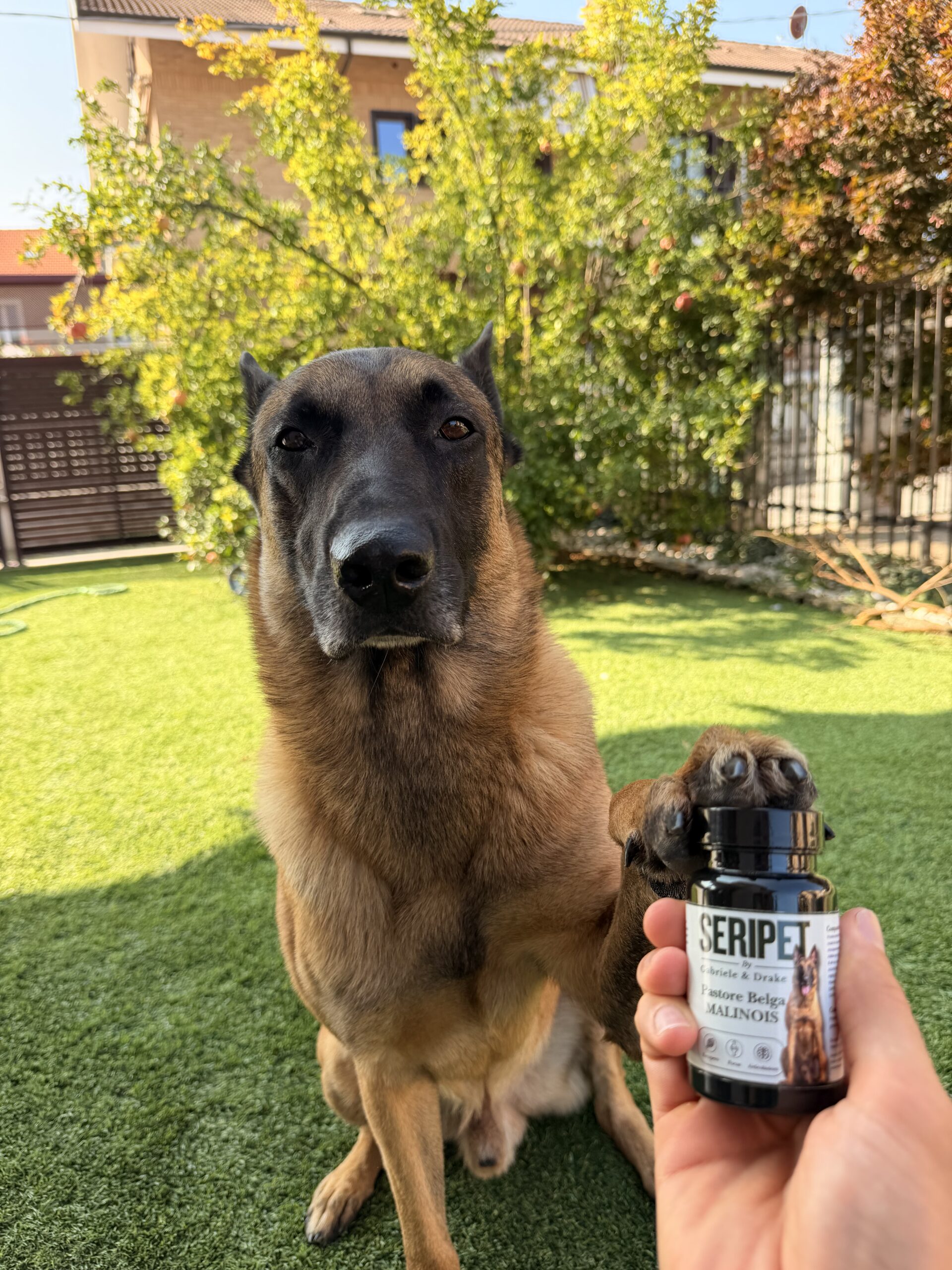 Pastore belga Malinois - immagine 3