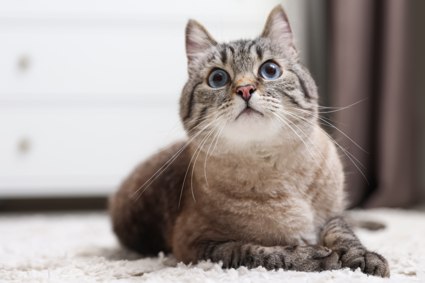 Beige Brown Minimal Modern Aesthetic Fashion Clothes Brand Sales Collage Presentation (4)